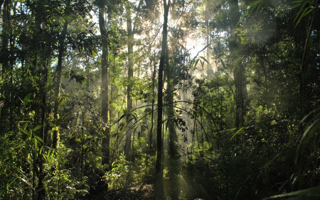 Bosque Nativo del sur de Chile