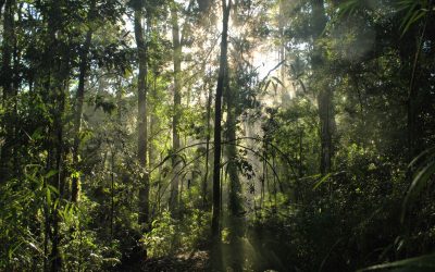 Bosque Nativo del sur de Chile